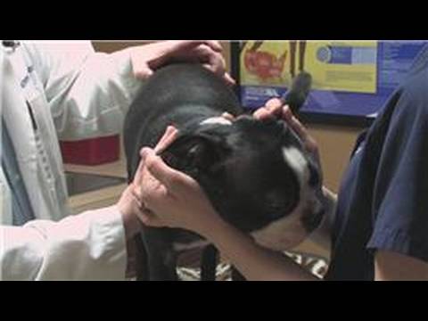 auxiliar veterinario rionegro