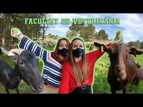 auxiliar de veterinaria uab