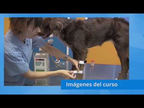 curso auxiliar veterinaria jerez de la frontera