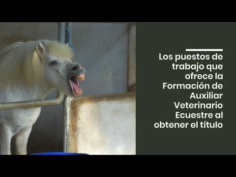 auxiliar de veterinaria fp a distancia