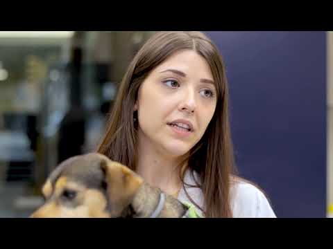 auxiliar de veterinaria mar del plata
