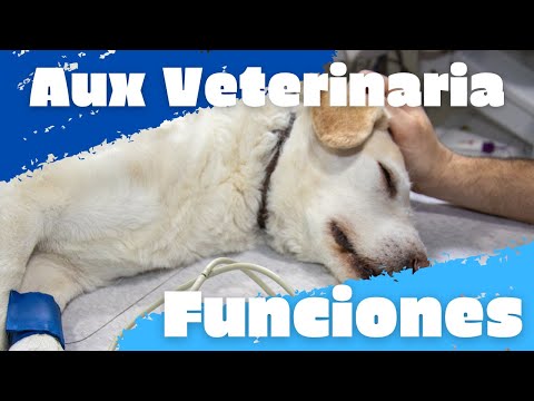actividades auxiliar de veterinaria