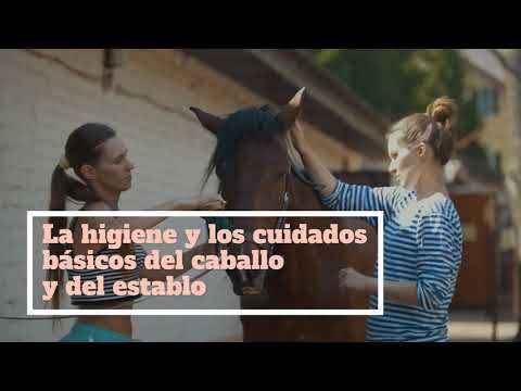 auxiliar de veterinaria equina
